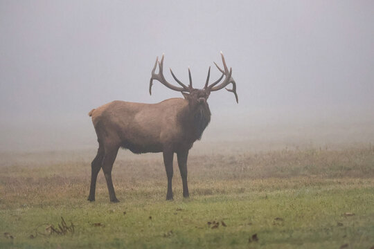 Gorgeous Huge Elk Bull in the Misty Fog 