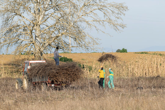 Farm workers lift large bundles of vine shoots to load them onto a trailer, Fauglia, Italy