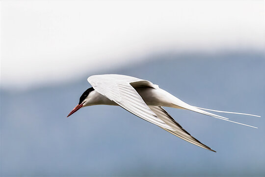 Arctic tern in flight