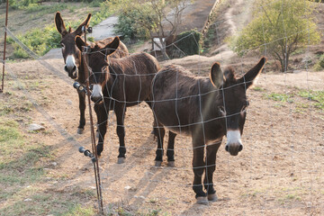 Catalan donkeys looking through fence on farm