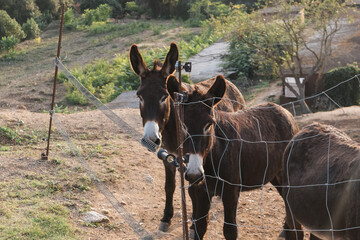 Catalan donkeys looking through farm fence