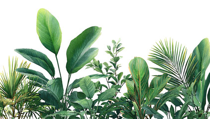 Obraz premium Lush tropical foliage, vibrant greens