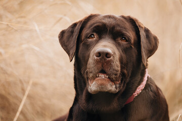 Chocolate Labrador Retriever lying in dry grass and looking away into the distance