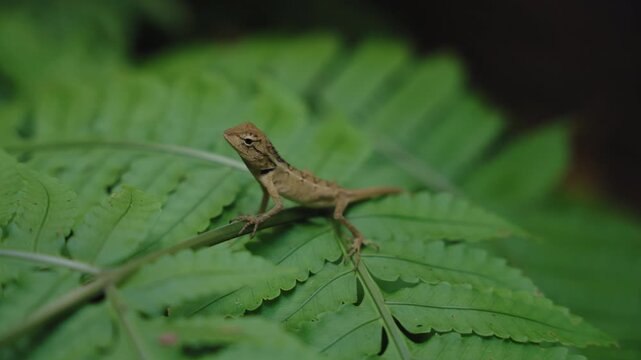 Oriental Garden Lizard Resting on Green Leaf in Tropical Forest. Calotes versicolor in Thailand wildlife