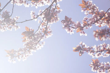 Naklejka premium Branches of fruit tree with pink flowers illuminated by bright sunlight against backdrop of blue sky. Represents start of warm season, quiet appreciation of nature, and gentle spring renewal.