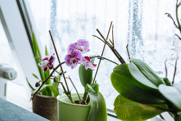 grow orchids at home