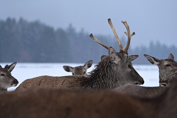 Portrait eines jungen Rothirsch im Winter im Gehege inmitten mehrerer Rehe
