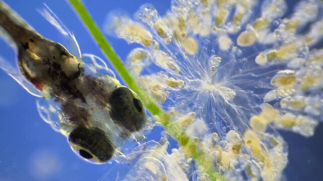 Sinantherina （rotifer） under the microscope