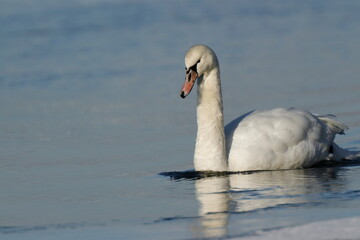 Obraz premium Dzikie łabędzie nad rzeką Wisłą