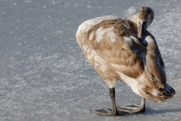 Dzikie łabędzie nad rzeką Wisłą © Grzegorz