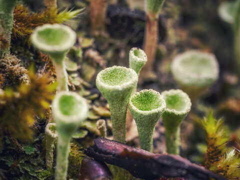 Vibrant Green Lichen Cups on Mossy Bark