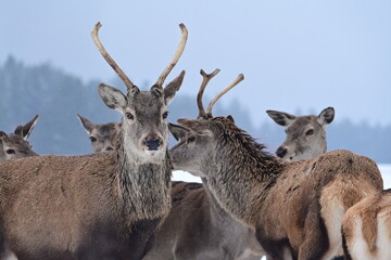 Portrait eines jungen Rothirsch im Winter im Gehege inmitten mehrerer Rehe