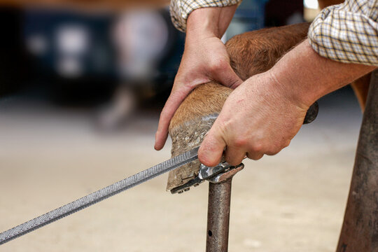 Farrier filing a horse's hoof in Seville, Andalusia, Spain.