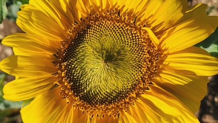 Obraz premium Helianthus giganteus giant sunflower