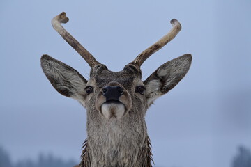 Portrait eines jungen Rothirsch im Winter im Gehege inmitten mehrerer Rehe