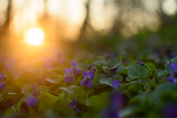 Violets Under Sunset Sky 