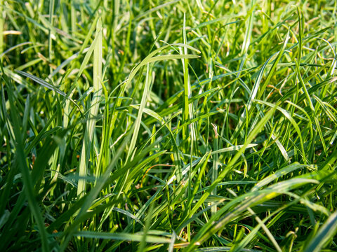 Fresh green grass blades closeup natural lawn texture background
