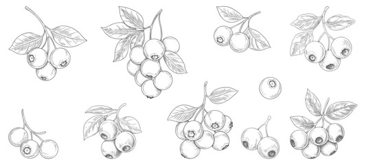 Blueberry branch hand drawn ink engraving set. Isolated blueberry illustration in vintage engraving.

