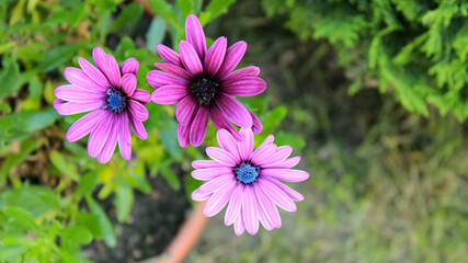 Purple african daisy flower or river daisy blooming in garden closeup also known as cape marguerite...