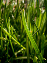 Obraz premium Green leaves and flower stems of grape-hyacinth (muscari armeniacum) early growth in garden 
