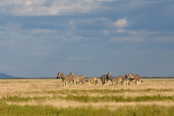 Naklejka premium Zebraherde im Morgenlicht im Etoscha Nationalpark