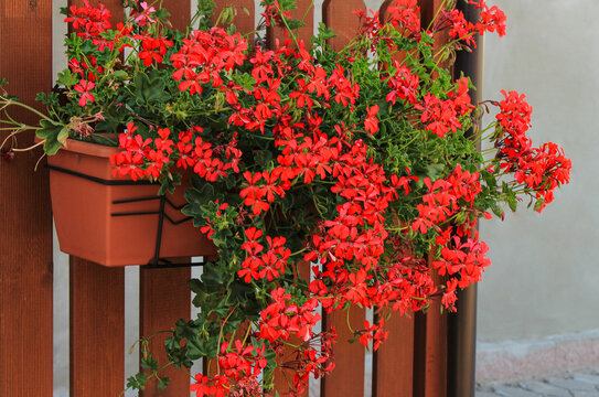 Red flowers ivy-leaved geraniums in a brown fence planter box, pelargonium peltatum