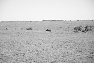 a single black rhino in the wild 