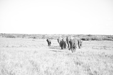 herd of African elephants photo in black and white 