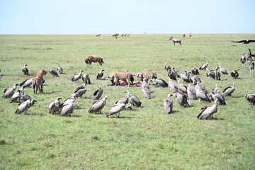 hyenas eating a dead carcass, while vultures are waiting to snatch the carcass 