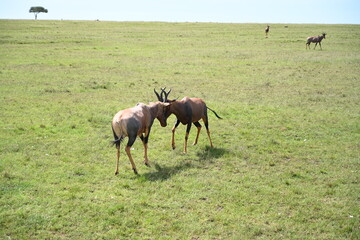 two topi deer fighting in lush green grass with clear sky 