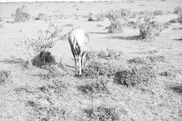 back view of a topi deer