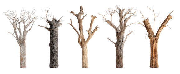 Fototapeta premium Five stylized, branching, tree-like forms in varying shades of beige and gray