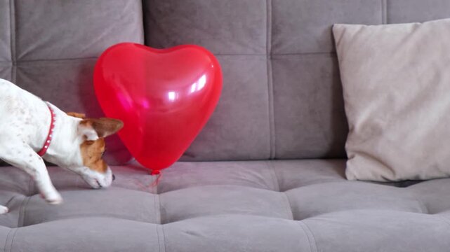 Cute Jack Russell terrier approaches red inflatable balloon heart and runs away scared. Concept of Valentine's Day, animal love and gifts. Home environment on couch. White and brown puppy in close-up
