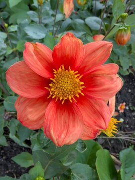 Close-up of a vibrant orange-red dahlia with yellow center, captured in full bloom. Large, symmetrical petals radiate outward, soft gradient of warm tones, a bold visual contrast against green foliage