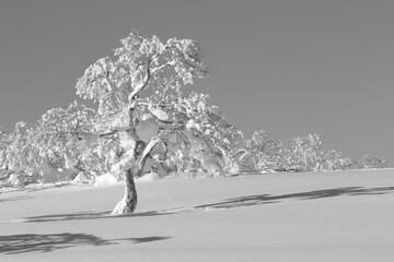 Single snow-covered tree in snowy winter landscape, Hokkaido