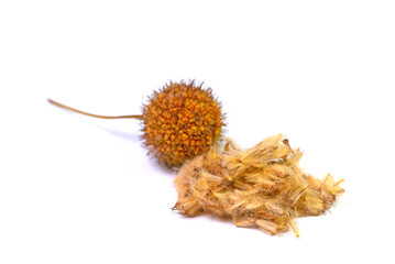 Platanensamen vor wei&szlig;em Hintergrund