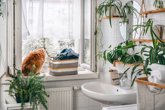 Cozy plant filled bathroom with soft daylight, fresh laundry and a ginger cat sitting on the windowsill. Calm, sustainable home lifestyle with natural textures and a peaceful morning mood