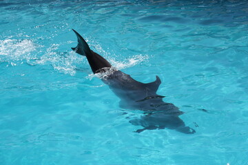 Obraz premium Dolphin Swimming In Turquoise Blue Water With Splashing Motion