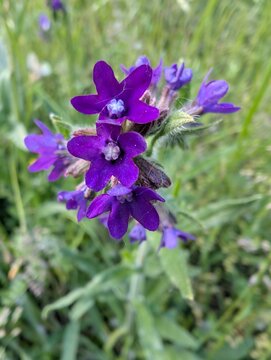 Close-up of vibrant purple alkanet flowers blooming in a wild grassy meadow. Star-shaped petals, fine hairs on the stems are clearly visible. Soft-focus background of green foliage. Natural, untouched