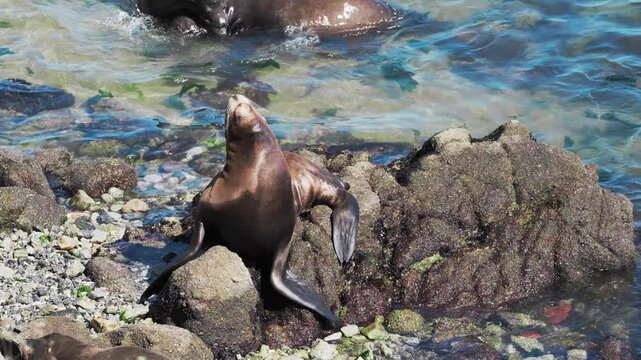 sea lion sunbathing on rocks