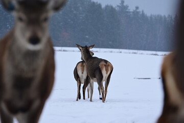 Zwei Rehe von hinten auf einer schneebedeckten Wiese