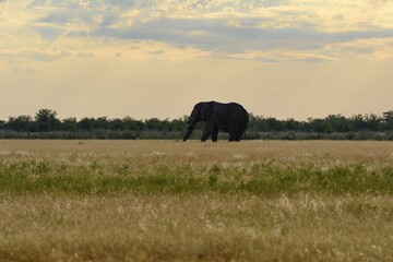 Elefantenbulle (loxodonta africana) im Etoscha Nationalpark im Morgenlicht