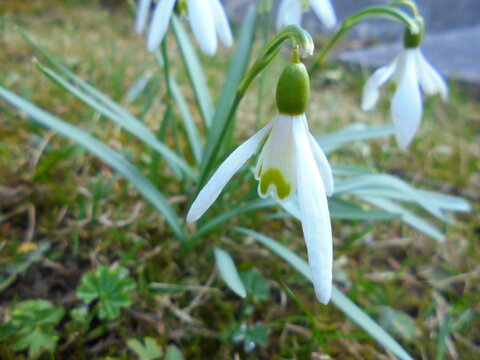 Close-up of common snowdrop Galanthus nivalis with white tepals and green markings in cool light. Shallow depth of field with mossy grass background in a temperate garden during early spring.