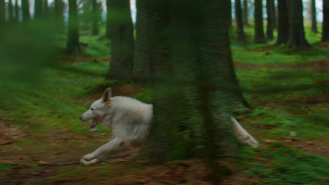 A majestic wolf running through a dense, mystical forest
