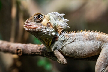 Obraz premium Boyd's forest dragon (Lophosaurus boydii)