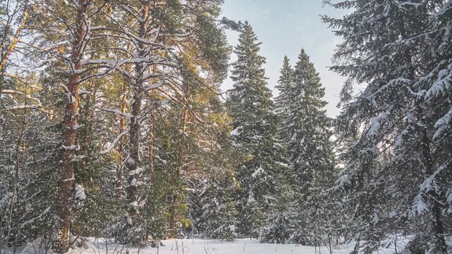 Snowfall in winter in the forest, soft snowy christmas morning with falling snow. Winter landscape. Snow covered trees.