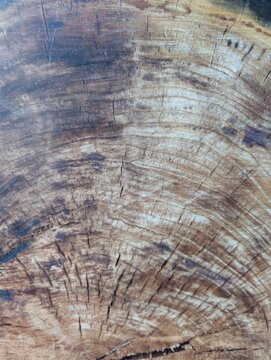 Close-up of a tree trunk cross-section displaying detailed growth rings and natural cracks. The varied tones of brown and beige reveal the wood's age and internal organic structure.
