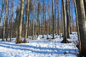 Naklejka premium Snow-covered forest with tall bare trees under clear blue sky. Winter landscape in the mountains of Ski resort Platak, Croatia