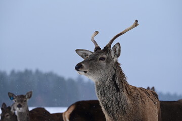 Portrait eines jungen Rothirsch im Winter im Gehege inmitten mehrerer Rehe