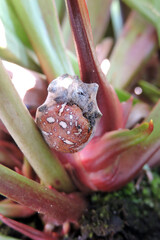 Orange and white four-spot orb-weaver spider trapped in webbing by another spider